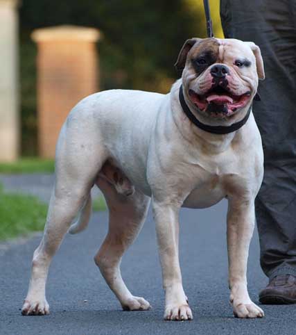 amerikaanse bulldog Falcon